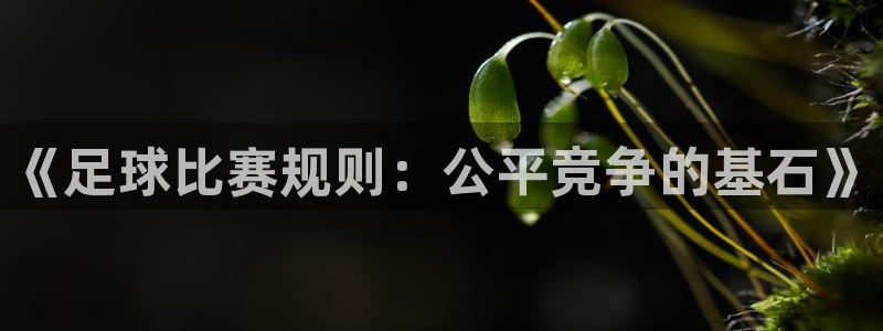  《足球比赛规则：公平竞争的基石》